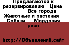 Предлагаются к резервированию › Цена ­ 16 000 - Все города Животные и растения » Собаки   . Мордовия респ.